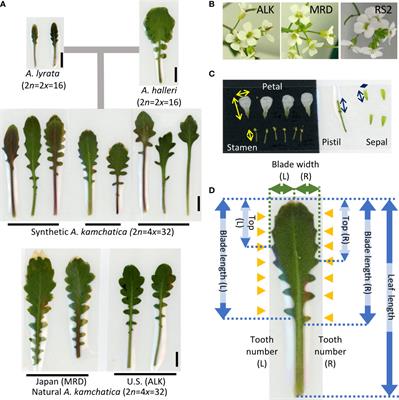 Phenotypic variation of a new synthetic allotetraploid Arabidopsis kamchatica enhanced in natural environment